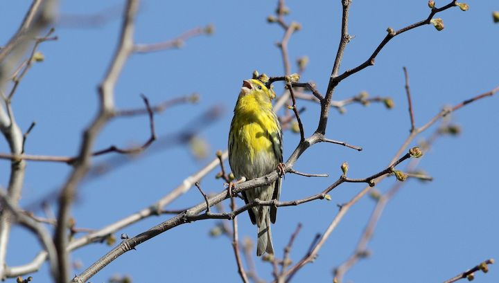 Serin cini ©F.M. Nougaret - LPO Occitanie